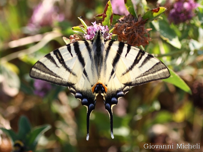 Iphiclides podalirius...sempre molto bello !